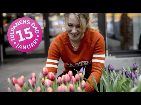Tulpanens Dag - 15 januari