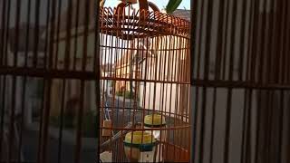 Download lagu WAMBI BIRD SINGING mp3