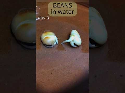 Growing beans in water for 2 weeks #timelapse