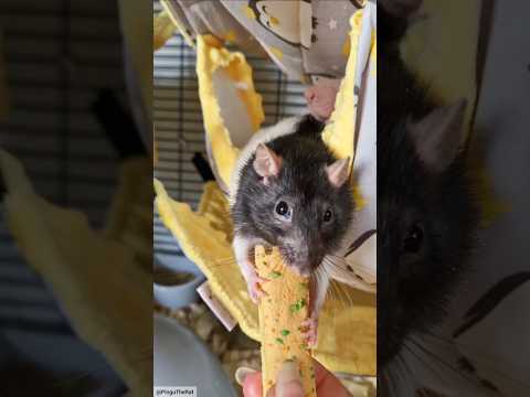 Just a bit of Monday chaos 🤭