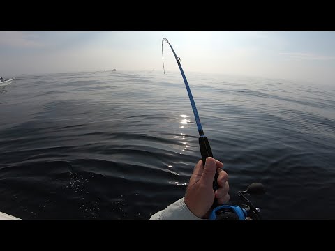 Summer Flounder Crush - When to Set the Hook!