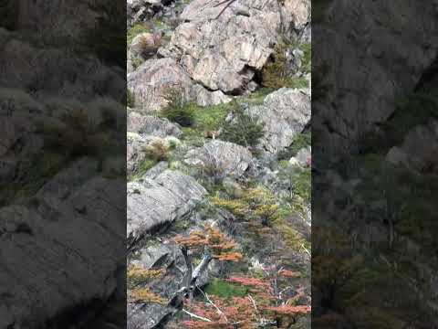 Avístaje de Huemul ( Hippocamelus bisulcus) , El Chalten Santa Cruz