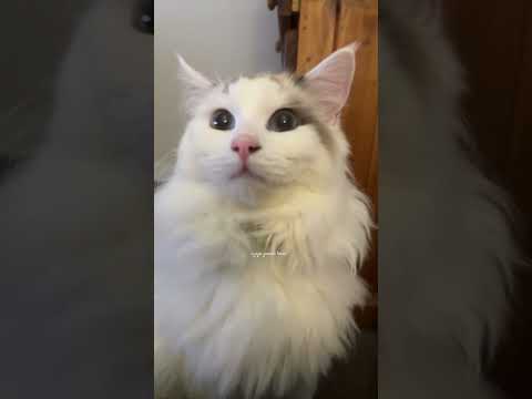 #cat #catlover #cute #meow #kitten #trending #catmeow