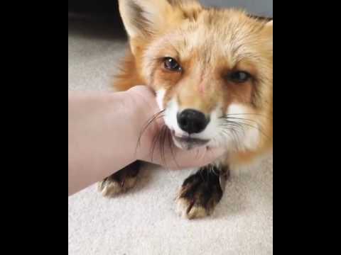 Adorable Fox Makes Cute Noises Enjoys Massage Petting