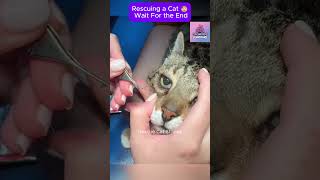 Rescue cat 😥 Wait For the end #CatRescue #RescueCat