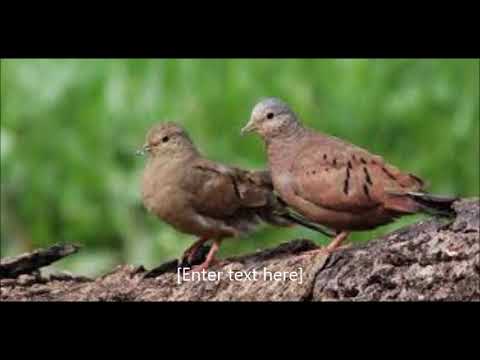 ARY CORDOVIL - A LARANJEIRA (ROLINHA) - Volta Seca - Cs. CBS 33502 - A - 1967 - Prod. Jairo Pires.