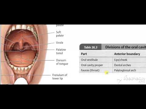 Pharynx intro 7