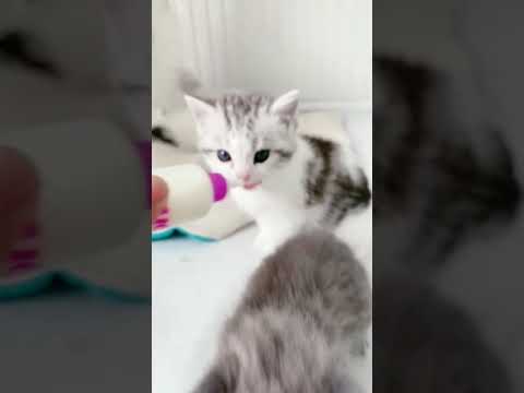 ಹಾಲು ಕುಡಿಯಲು ಇಷ್ಟಪಡದ ಕಿಟನ್ ನಾಯಿಮರಿ ಬೆಕ್ಕುಗಳು ಸಾಕುಪ್ರಾಣಿಗಳು ಕಿಟನ್