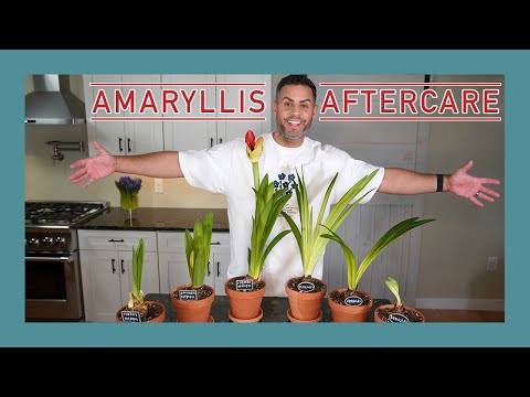 , title : 'Amaryllis After Bloom Care! How-To Care For Your Amaryllis All Year Round, Dormancy too! #amaryllis