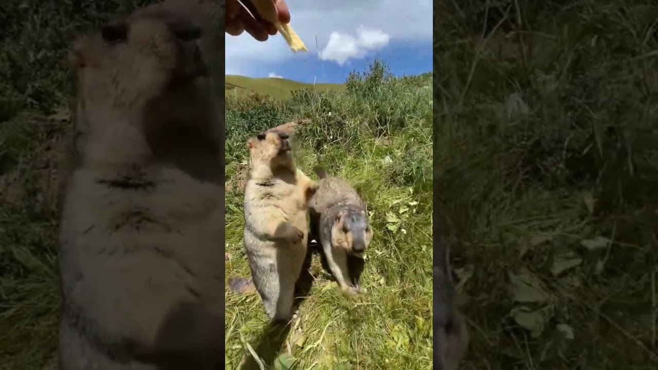 It's corn! Beavers eating snacks 😋