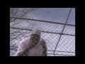 Big G Too Clever Official Video
