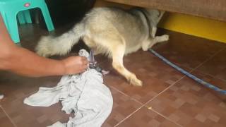 Download lagu First Time Siberian Husky Giving Birth part 1 mp3