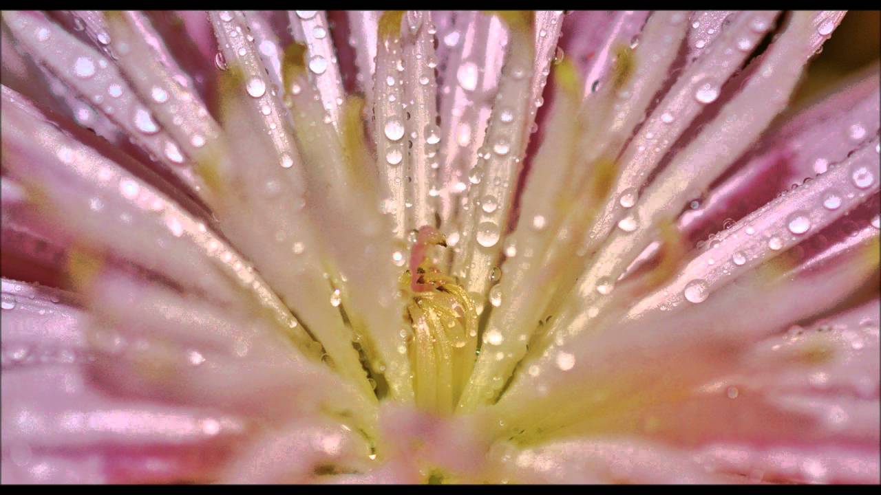 Tie dye on the highway-Robert Plant - YouTube