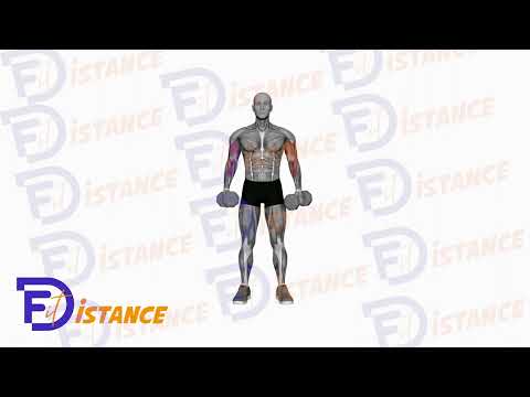 Exercice Curls marteau croisés