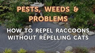 How to Repel Raccoons Without Repelling Cats