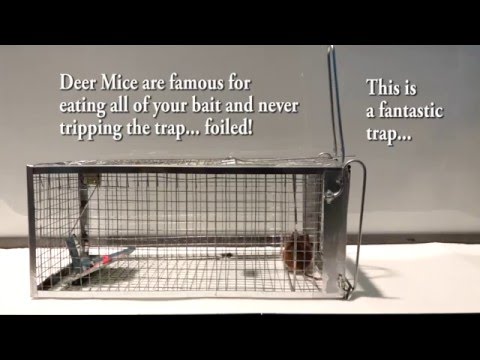 The Best Mouse Trap I could find anywhere. No stolen bait! Outsmart Mice Finally! Review Test