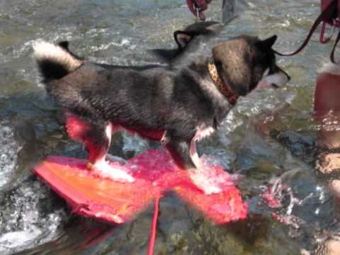衝浪&愛咬咬的小寶~~北埔(原發表者:阿寶)(影片)