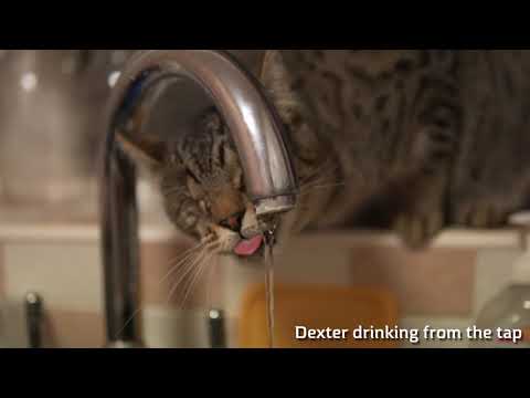 Bengal Cat Dexter Drinking from the Kitchen Tap