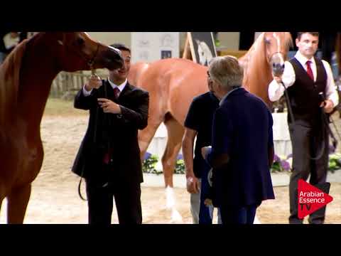 Wels 2018 - Highlights