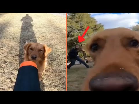 Dog gets its owner's selfie stick and does the best vlogging