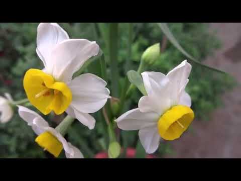 Nargis/Narcissus/Daffodils//Story behind the name // Care & flowering