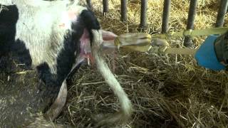 preview picture of video 'Birth of a calf!'