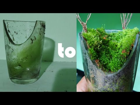 How to Make a Terrarium  Easy terrarium using broken glass Recycle glass Moss Garden #terrarium