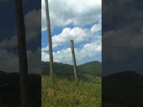 Uma boiada pelas estradas da roça - Isso também é Minas Gerais