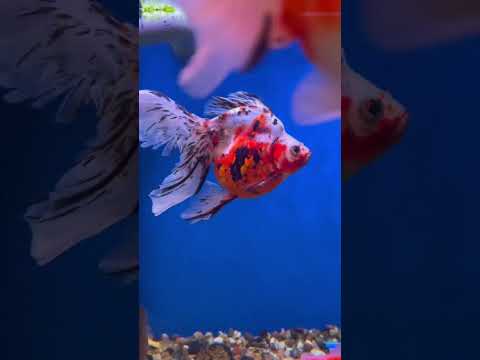 Fancy Ryukin goldfish #goldfish