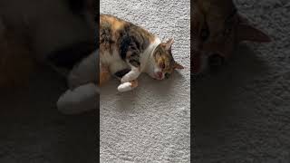 ねこ ネコ 猫 Cat #Shorts