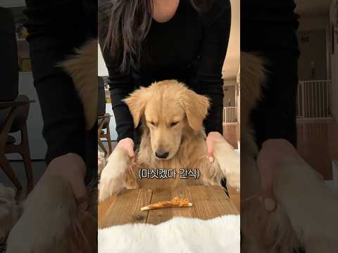 하루만에 400만뷰나온 골댕이 간식 날리고 반응보기…..