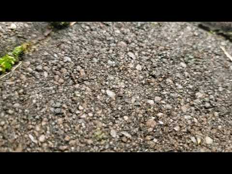 Pavement Ants Relocating in Freehold, NJ