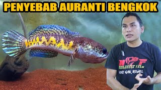 Download lagu PENYEBAB UTAMA IKAN CHANNA AURANTI BENGKOK mp3
