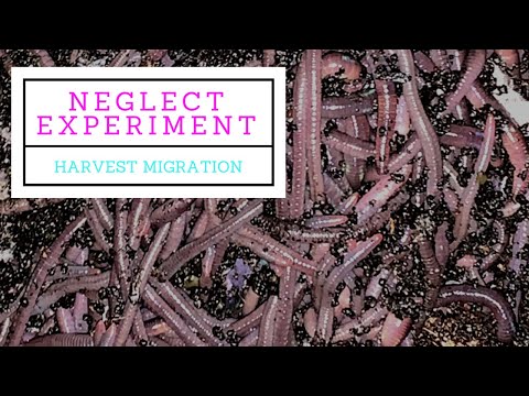 Migration Harvest Continues for the Neglected Worms