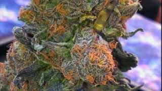 JEEZY BENIHANA INSTRUMENTAL