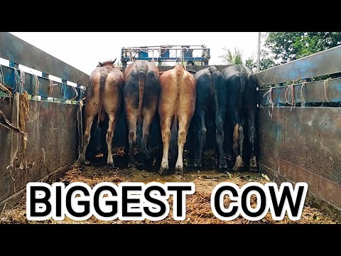 , title : 'Unloading cow from truck | Paragram( Hazratpur)  popular cow market | Biggest cow unloading | EP-10'