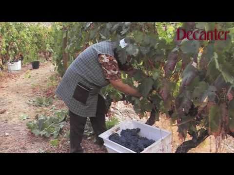 Decanter: Paul Symington talks about the 2010 Port harvest