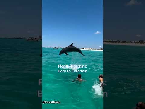 Florida Dolphins：Born to Entertain.🐬#dolphin #dolphins #florida #ocean #funny  #wildanimals