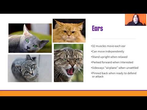 WHS Webinar: Cat Body Language
