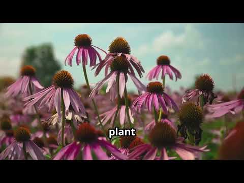 Echinacea Pallida, The Pale Coneflower - NatureWise_Insights