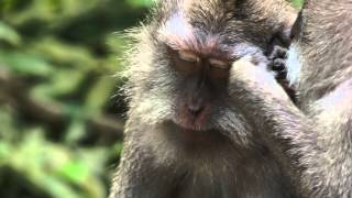 preview picture of video 'Monkey Forest - Ubud / Bali 2013'