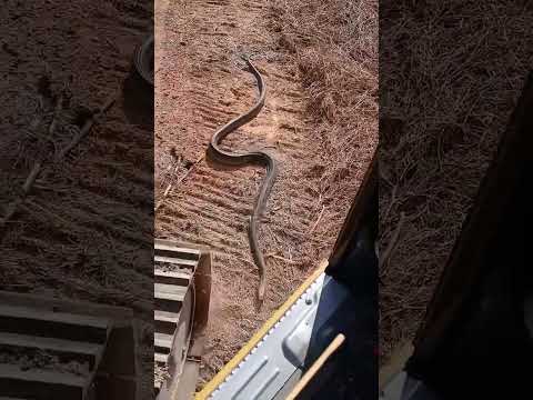 ทำไงละทีนี้ #cat #catเหลือง