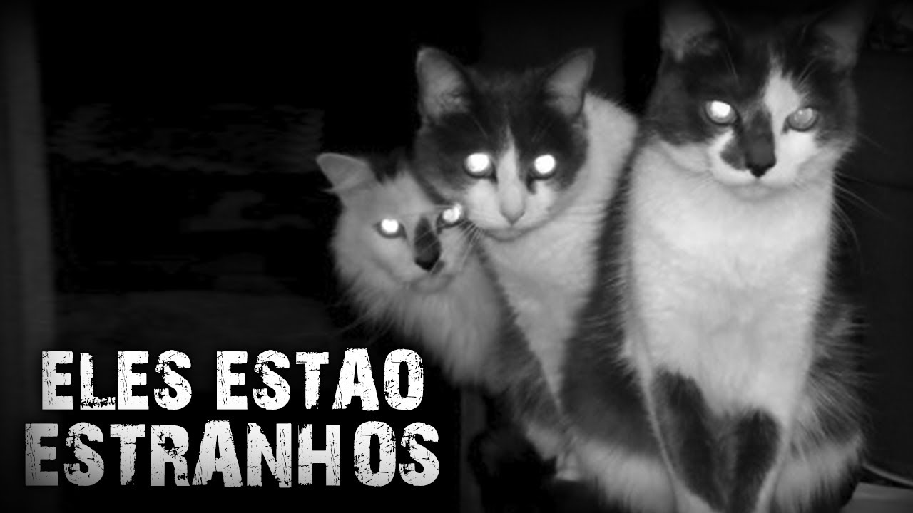 SOCORRO, OS GATOS DO MEU BAIRRO ESTÃO AGINDO ESTRANHO! - [CREEPYPASTA]
