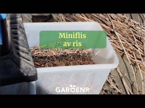Miniflis av ris - Trädgårdshacks med GardenR