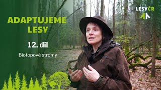 Adaptujeme lesy – 12. díl