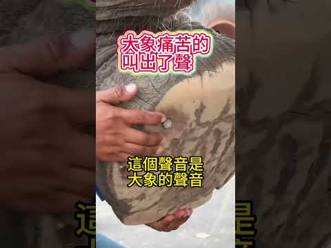 他做了一個動作！感動千萬人🫣 #動作 #動物#shorts 小林Lin’s life