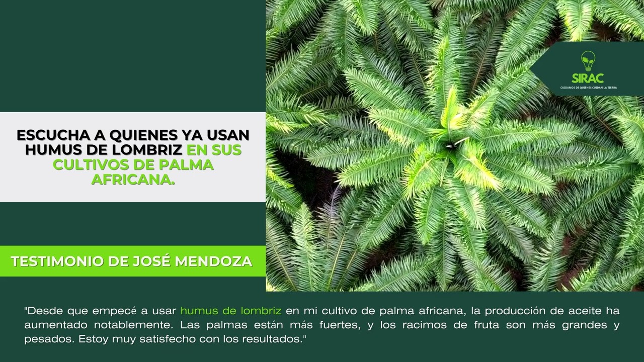 Uso del humus de lombriz - Pálma Africana