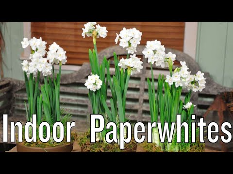 download lagu mp3 mp4 White Narcissus Flower, download lagu White Narcissus Flower gratis, unduh video klip White Narcissus Flower