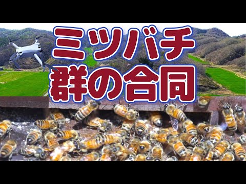経済学科 晴蜂雨読㉔ ／ミツバチ群の合同--強盛群の巣板を弱小群へ (2024年4月、その4)／山崎亮一／日英字幕付き／Uniting colonies of bees (April 2024, Part 4)