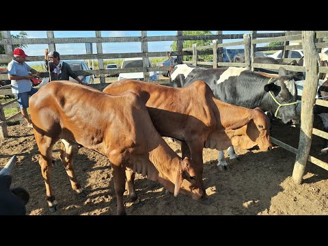 Feira do gado do alto Sertão Monte Alegre Sergipe 4 Dezembro 2025